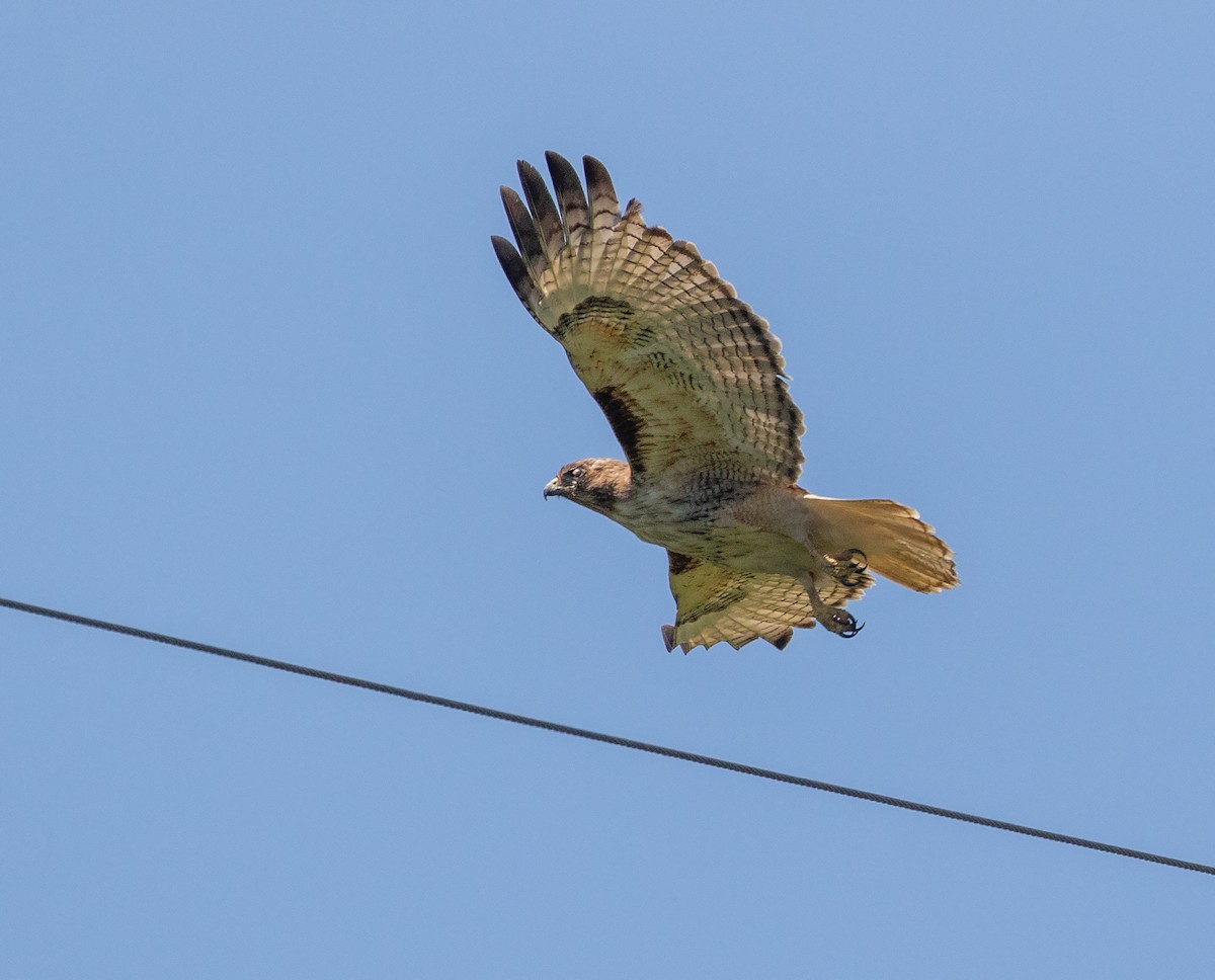 Red-tailed Hawk - ML618364549