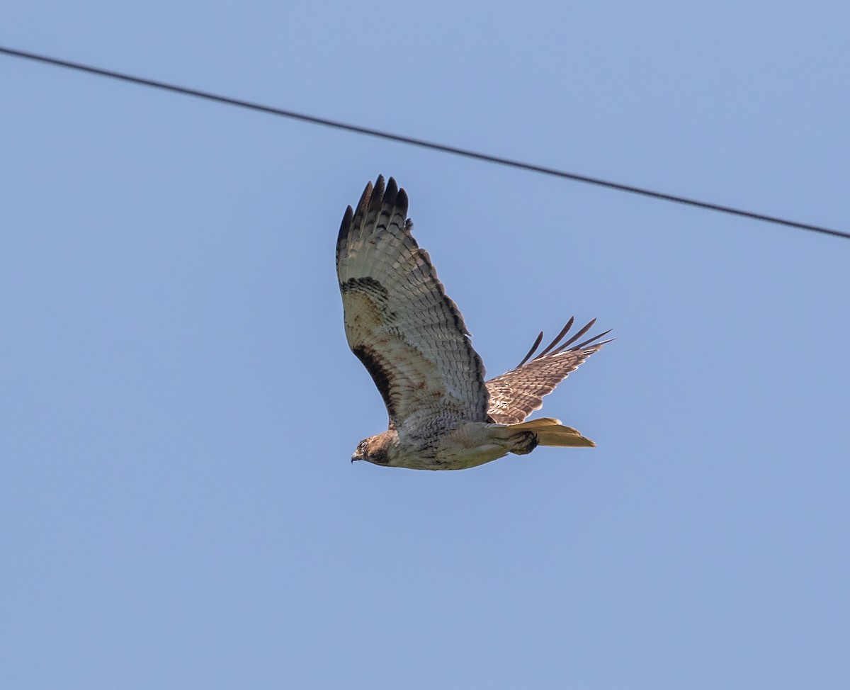 Red-tailed Hawk - ML618364550
