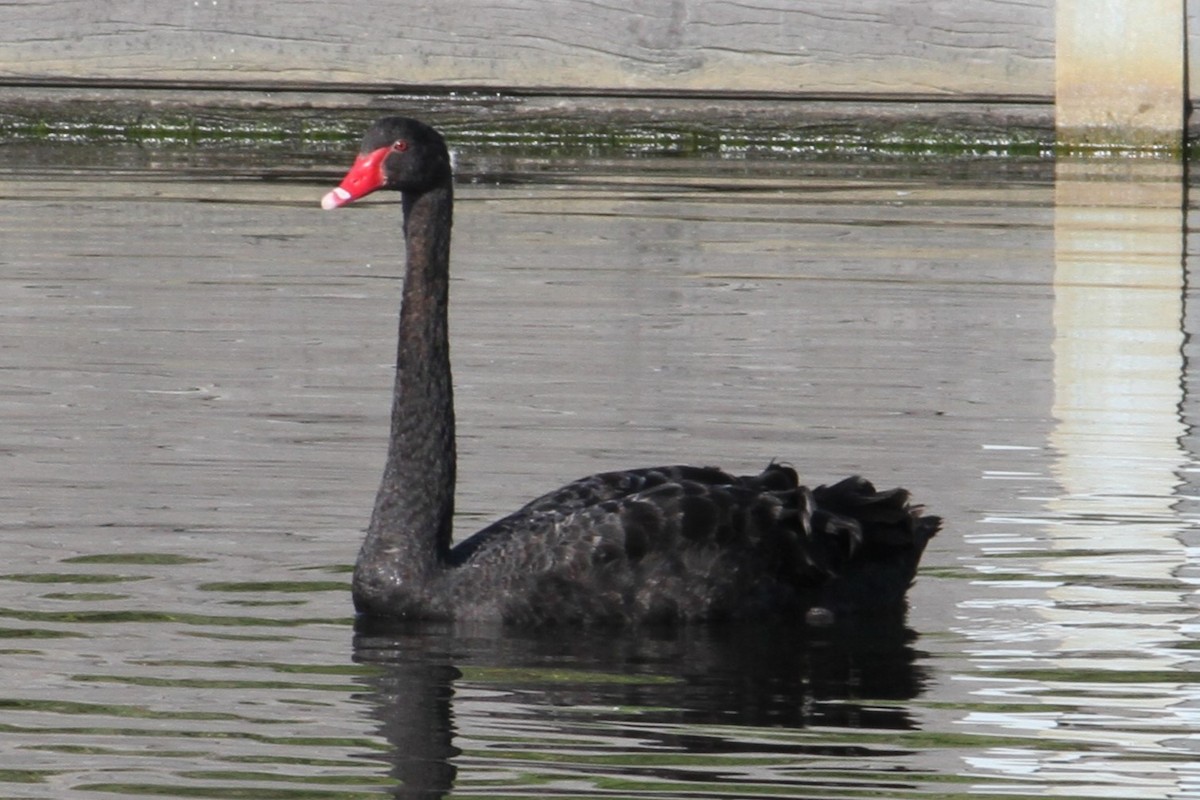Black Swan - NICOLINO DALFONSO