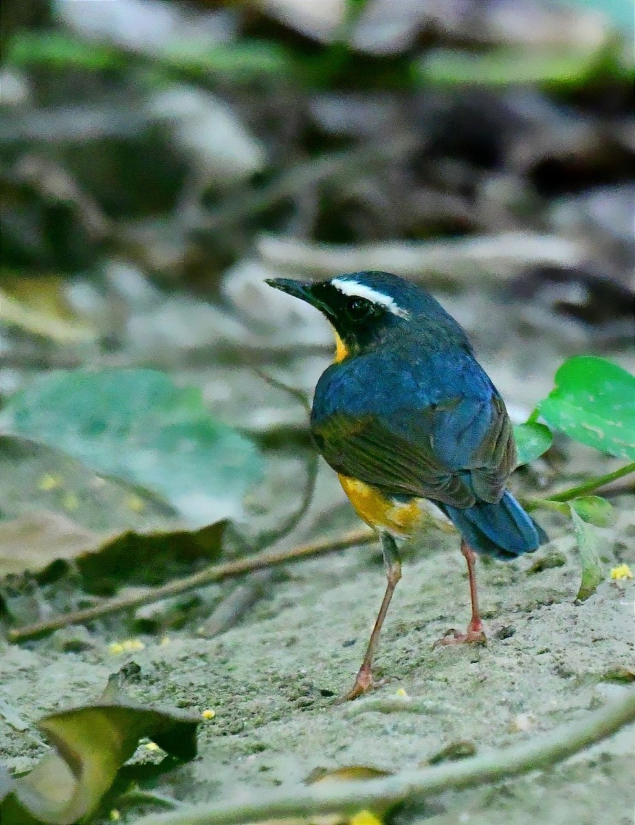 Indian Blue Robin - Mitali Deb