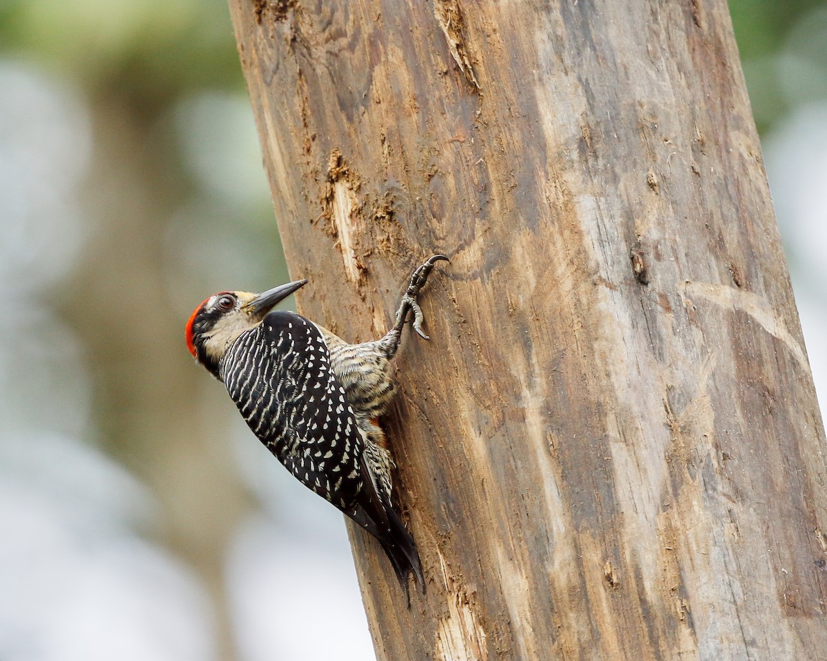 Black-cheeked Woodpecker - ML618364655