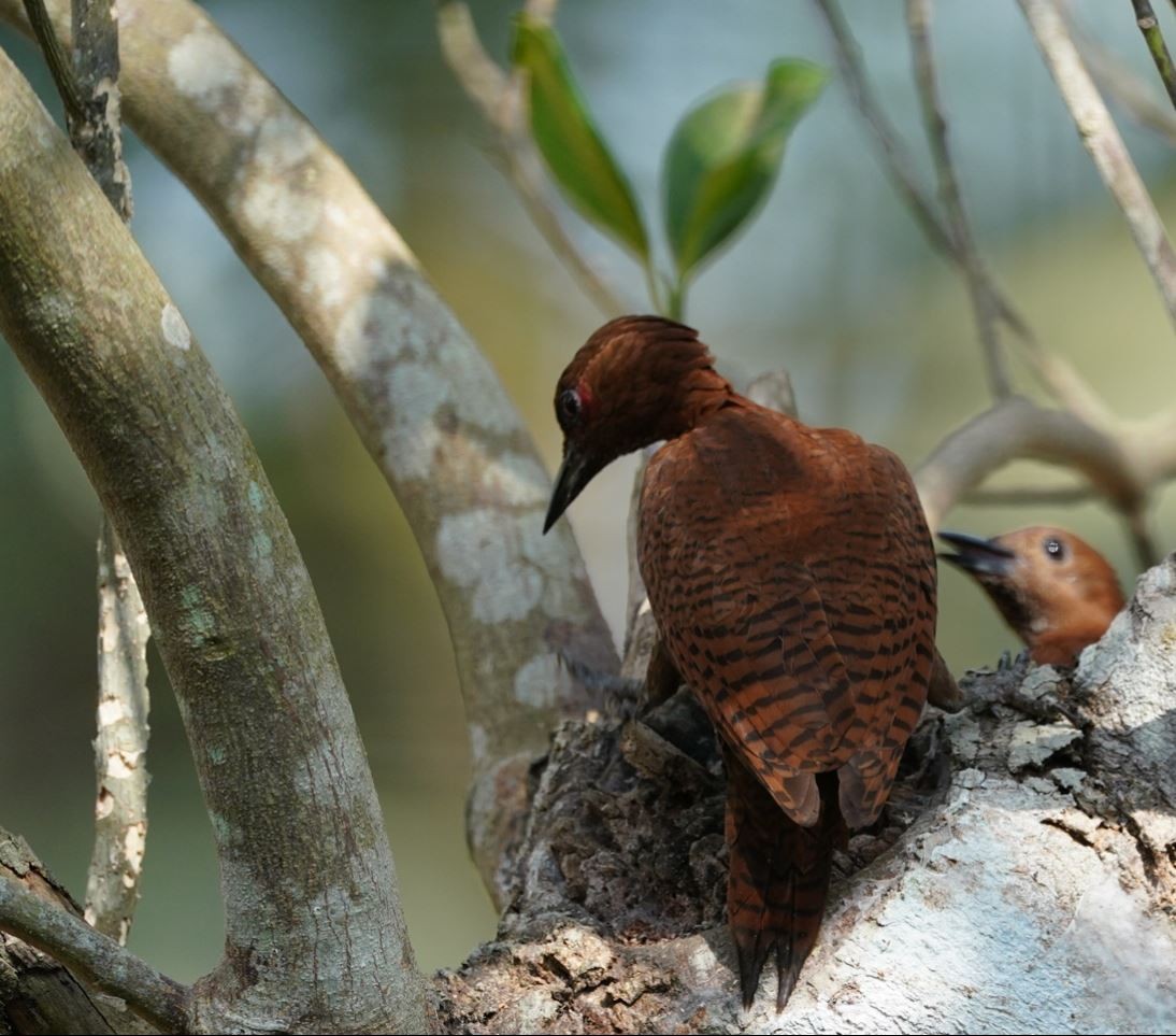 Rufous Woodpecker - Irvin Calicut
