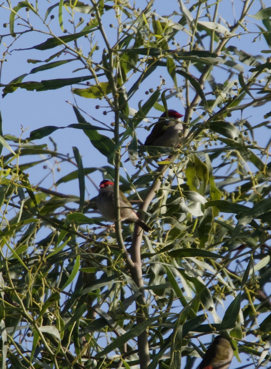 Red-browed Firetail - ML618364712