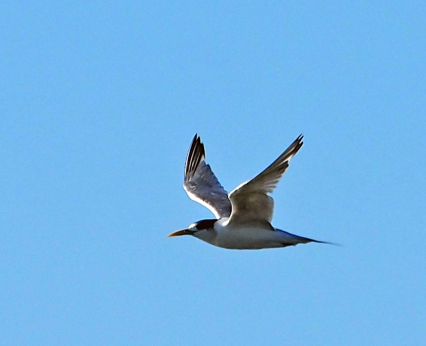 Great Crested Tern - ML618364713