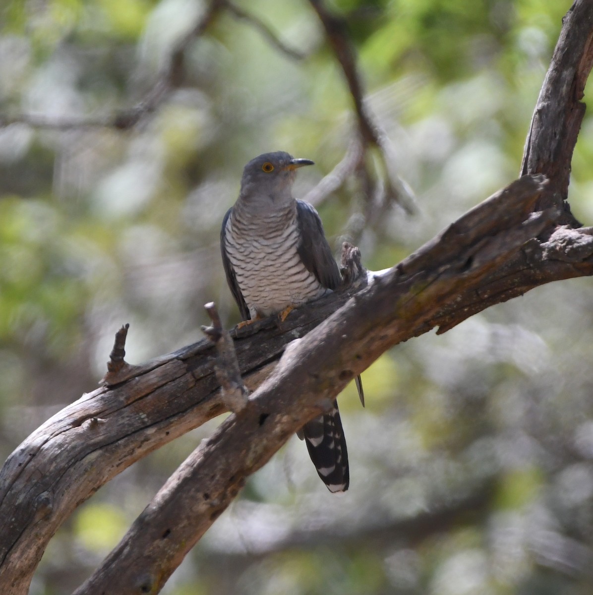 Common Cuckoo - ML618364734