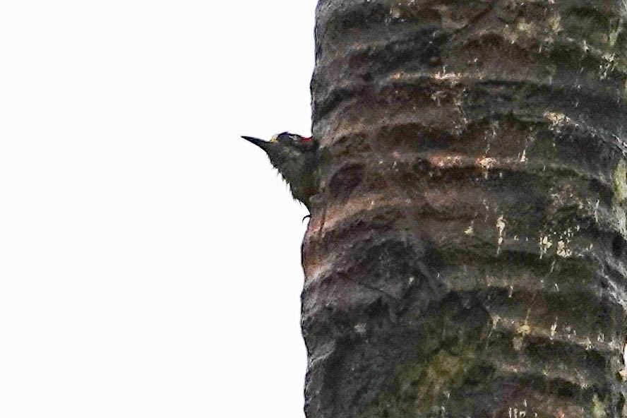 Black-cheeked Woodpecker - ML618364756