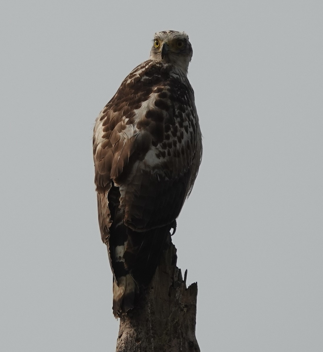 Crested Serpent-Eagle - ML618364805