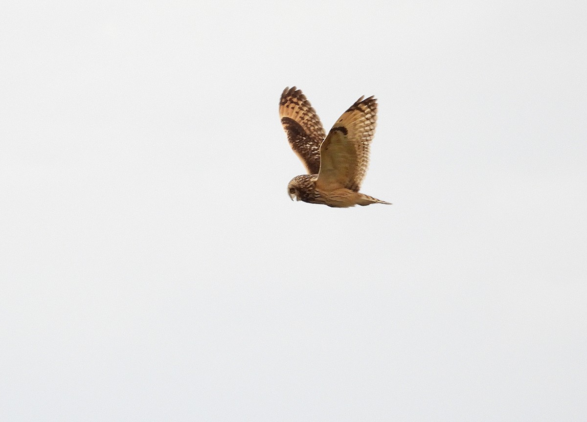 Short-eared Owl - ML618364845