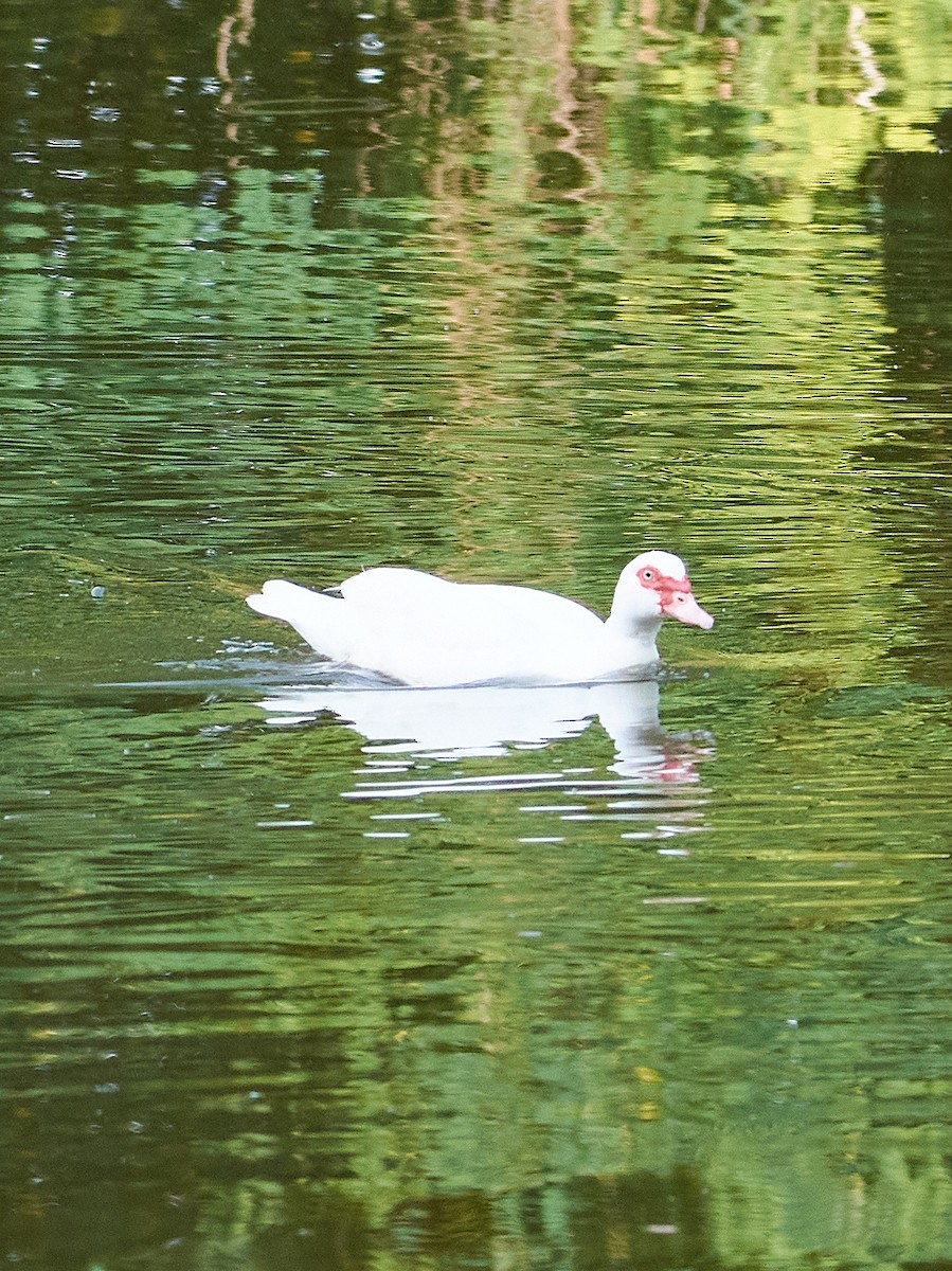 Muscovy Duck (Domestic type) - Lukáš Váňa