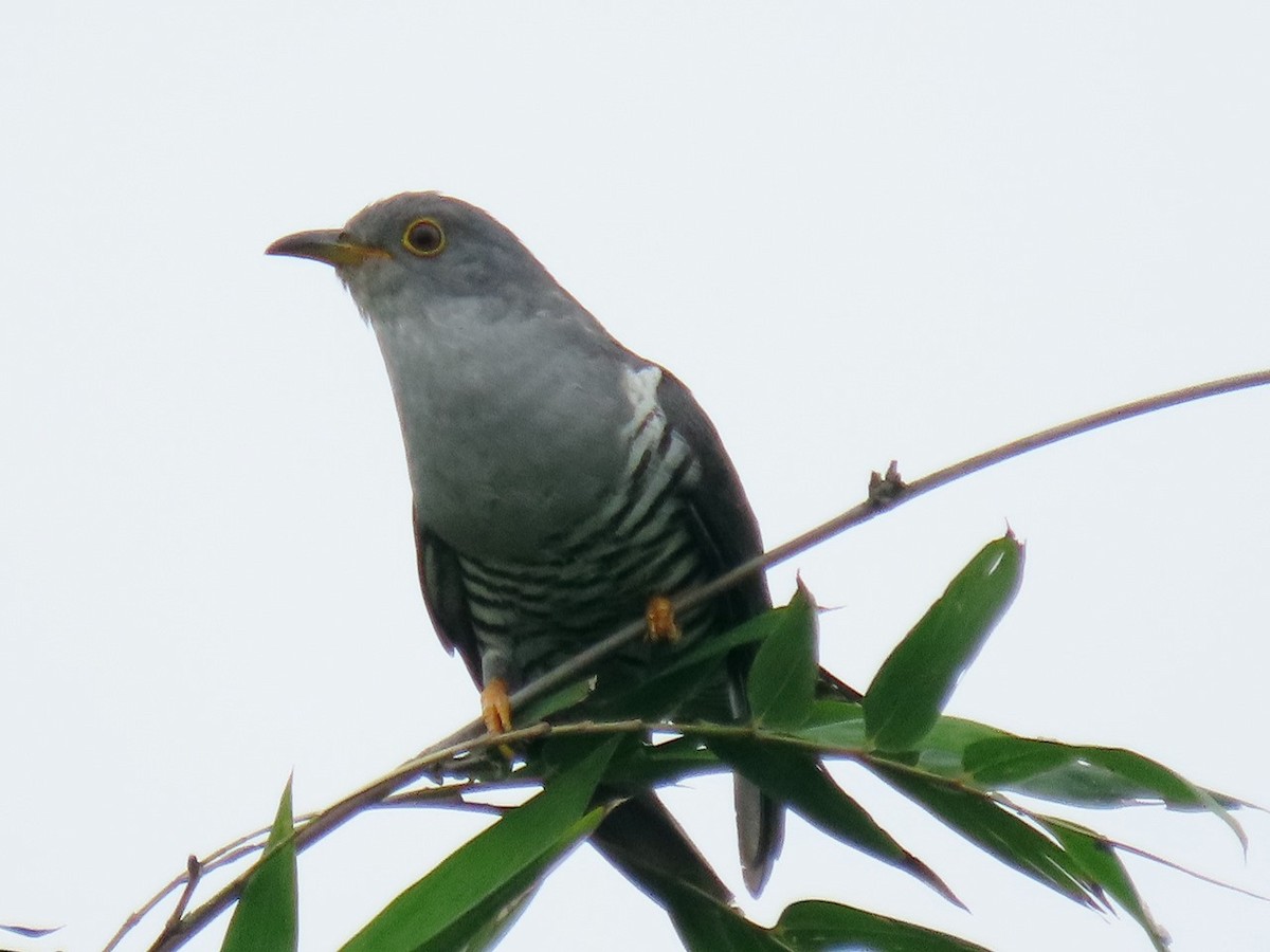 Oriental Cuckoo - ML618364906