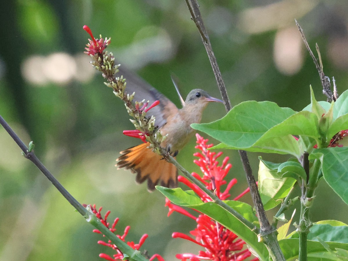 Cinnamon Hummingbird - Phil Dube