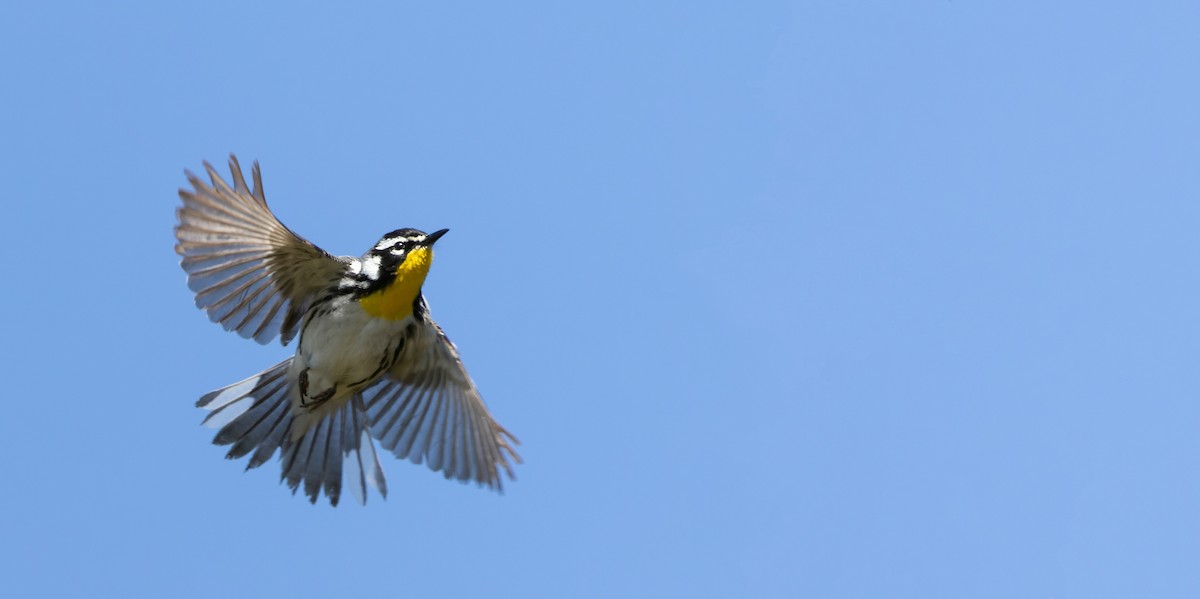 Yellow-throated Warbler - ML618364921