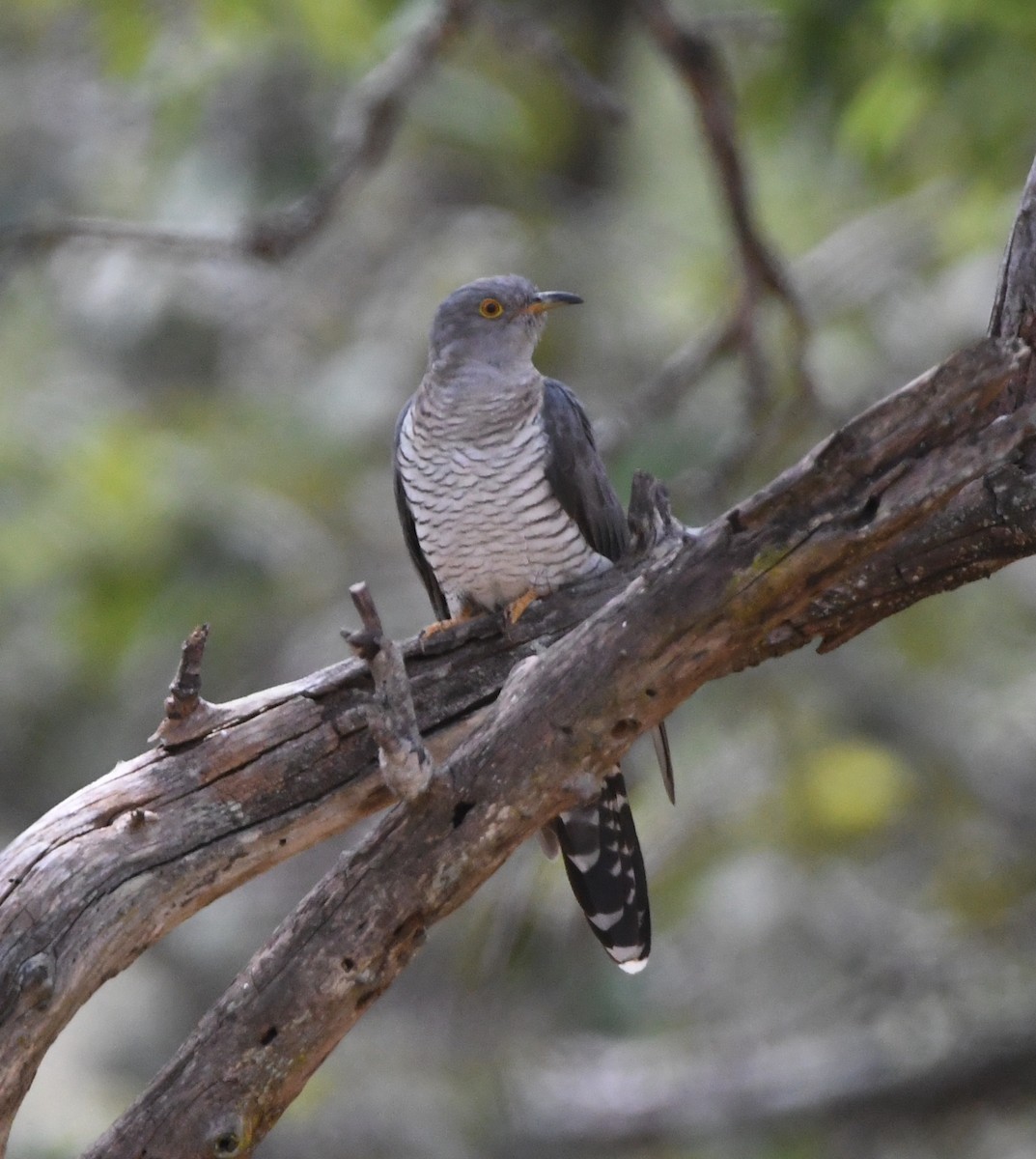 Common Cuckoo - ML618364945