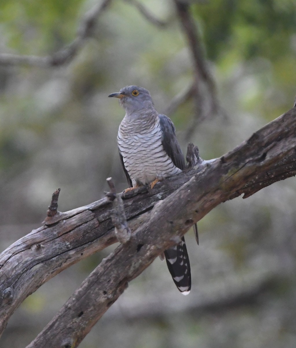 Common Cuckoo - ML618364952
