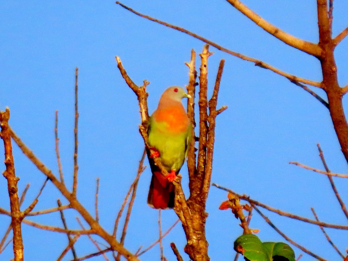 Pink-necked Green-Pigeon - ML618364953