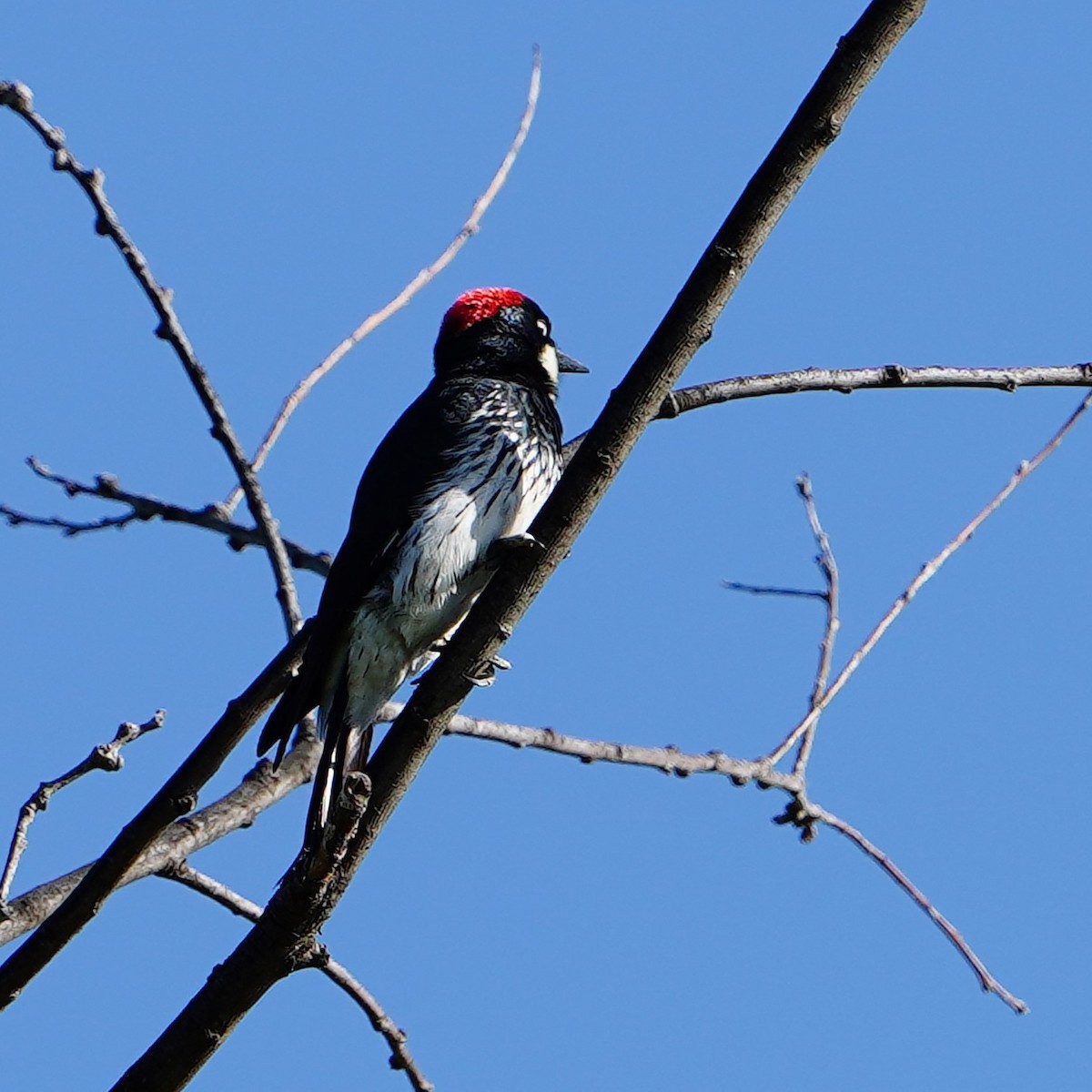 Acorn Woodpecker - ML618365011