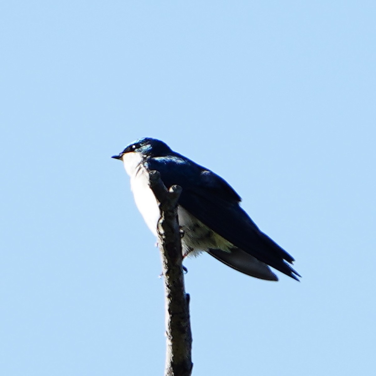 Tree Swallow - ML618365015