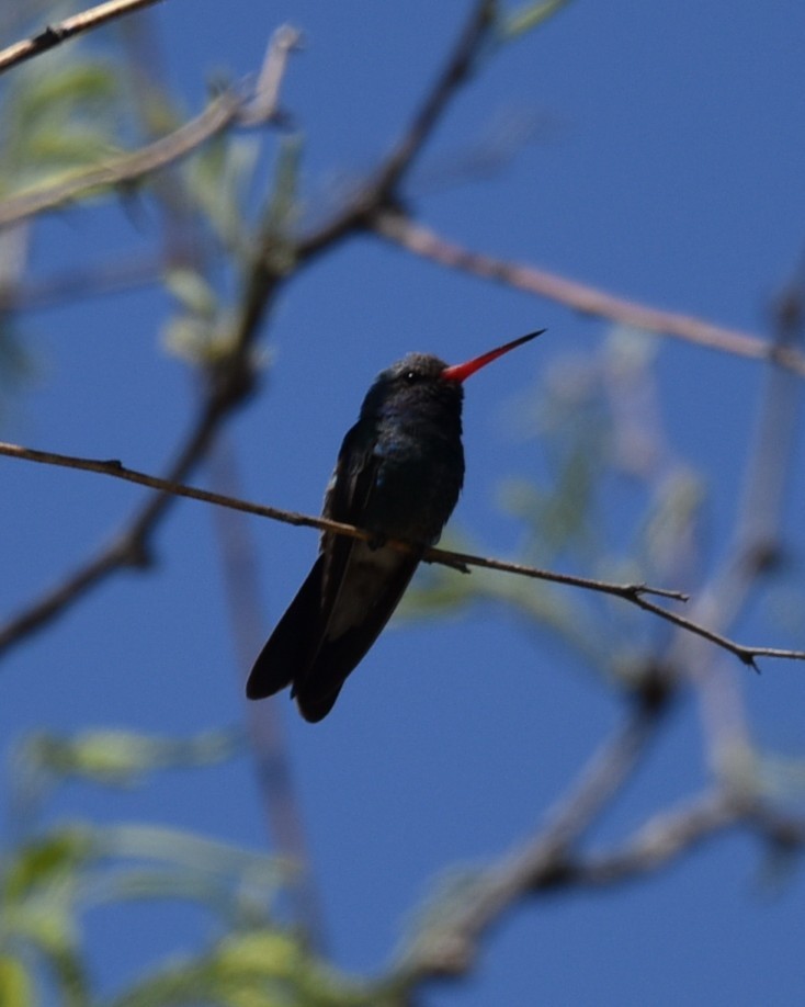 Broad-billed Hummingbird - ML618365030