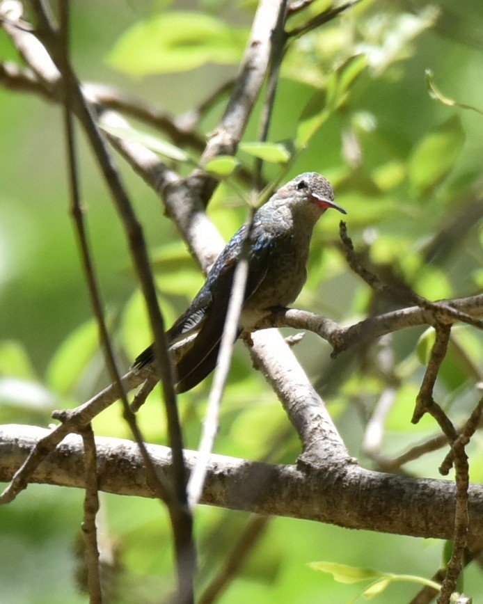 Broad-billed Hummingbird - ML618365031