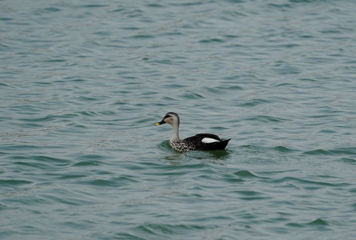 Indian Spot-billed Duck - ML618365067