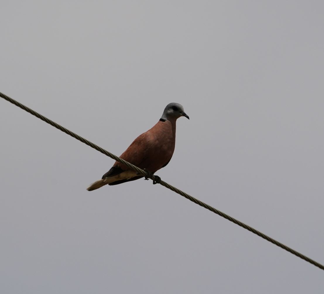 Red Collared-Dove - ML618365084