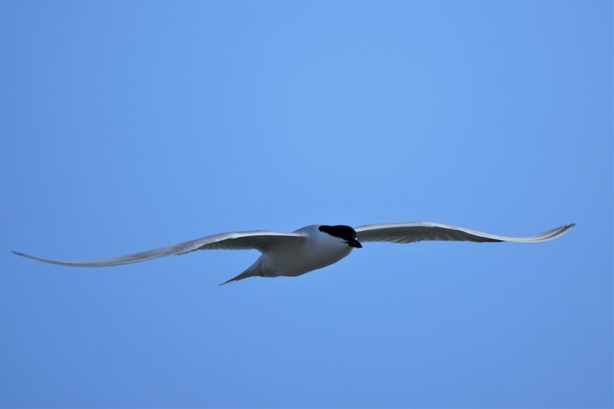Gull-billed Tern - ML618365118