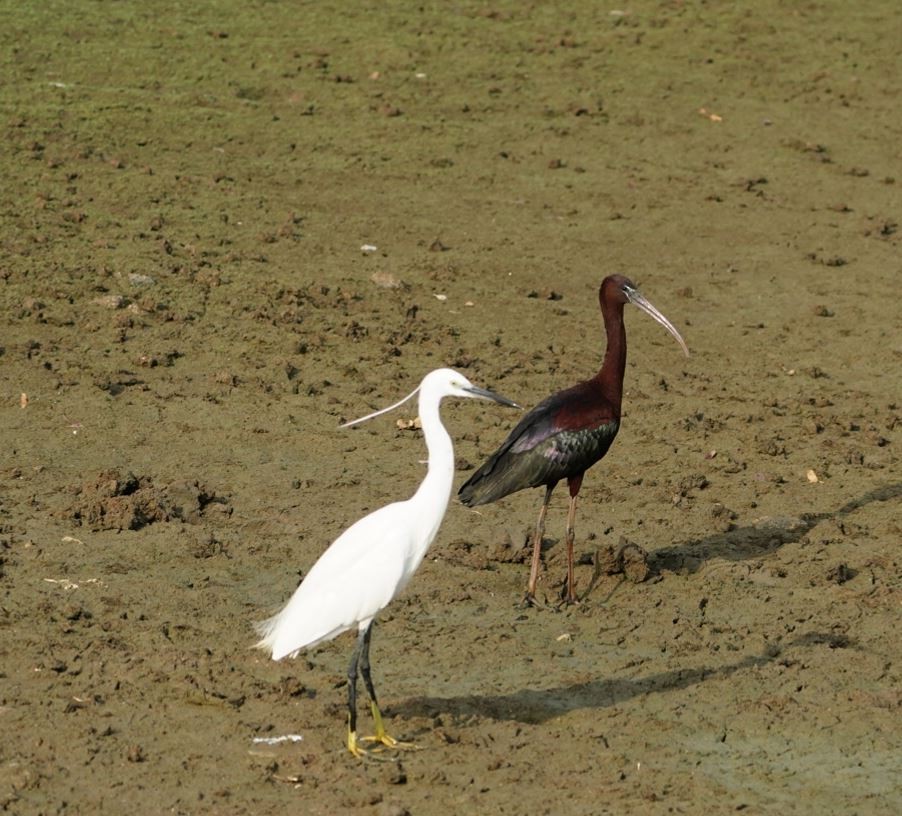 ibis hnědý - ML618365134