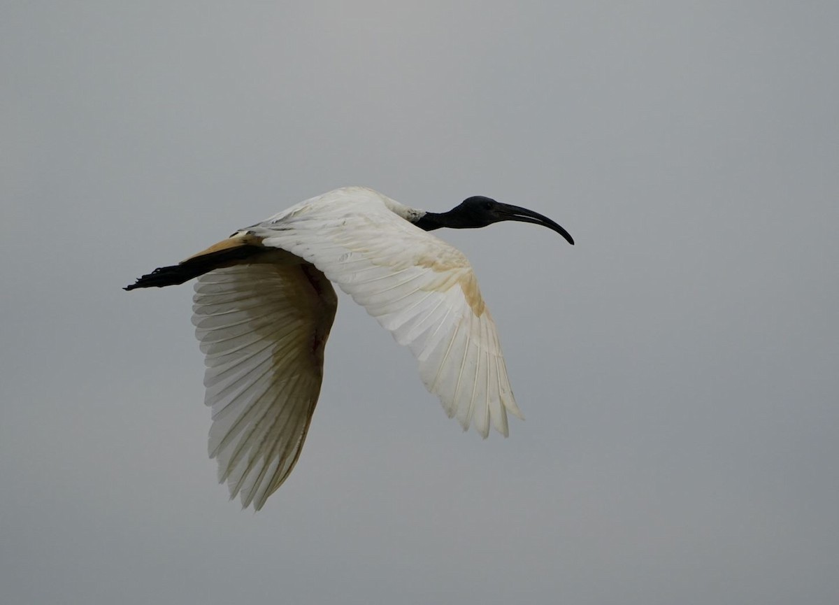 ibis černohlavý - ML618365138
