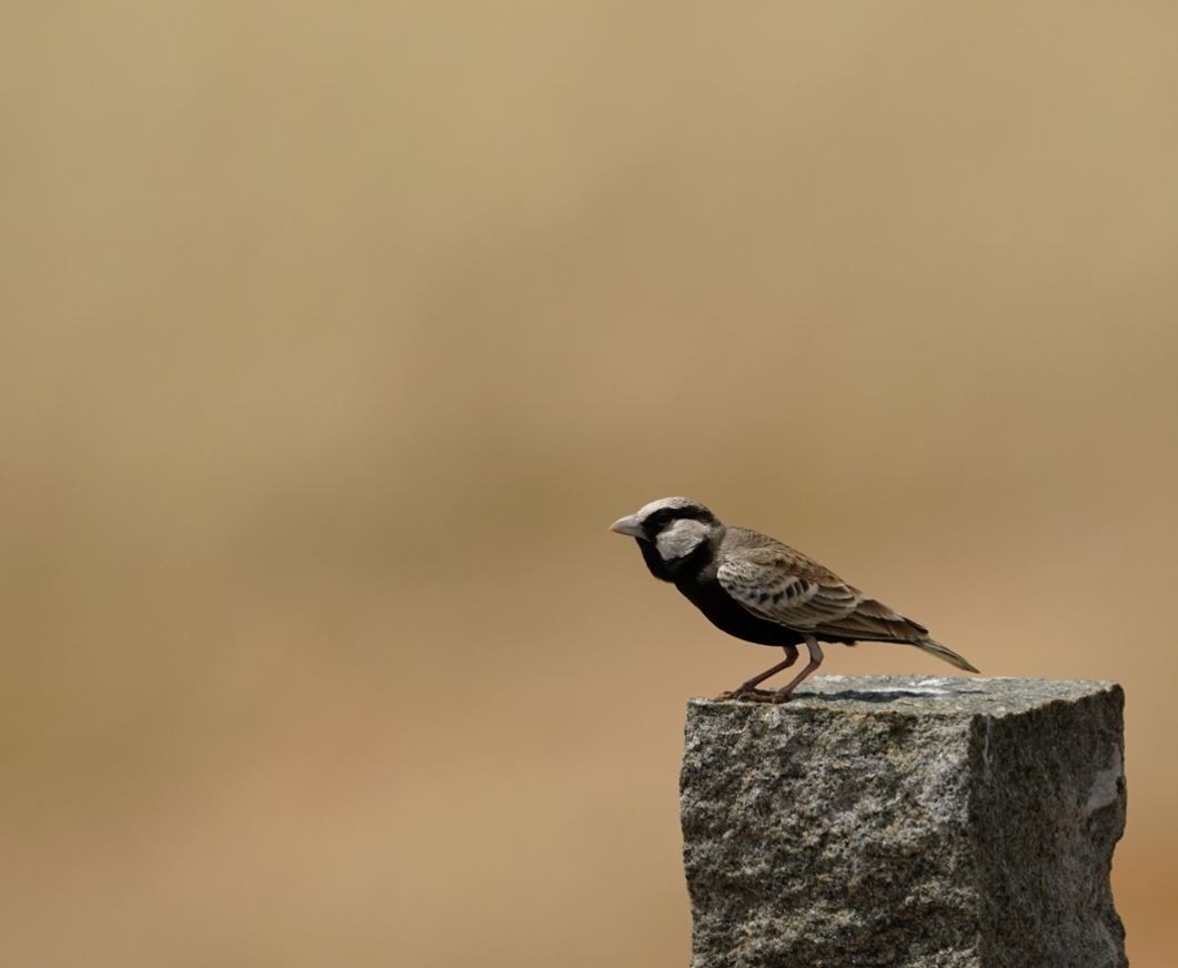 Ashy-crowned Sparrow-Lark - ML618365172