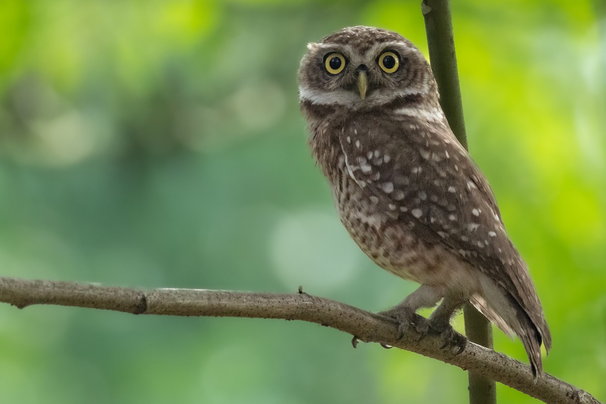 Spotted Owlet - Anisuzzaman Babla