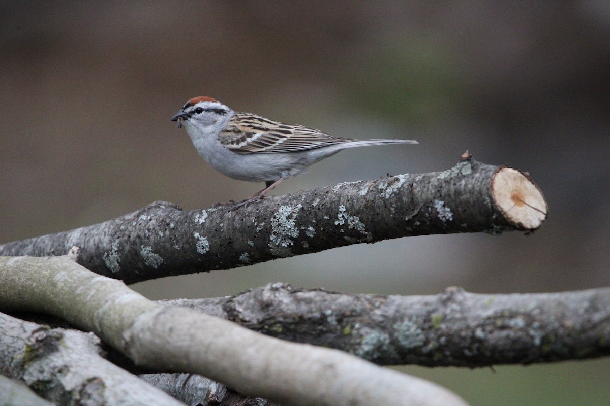 Chipping Sparrow - ML618365218