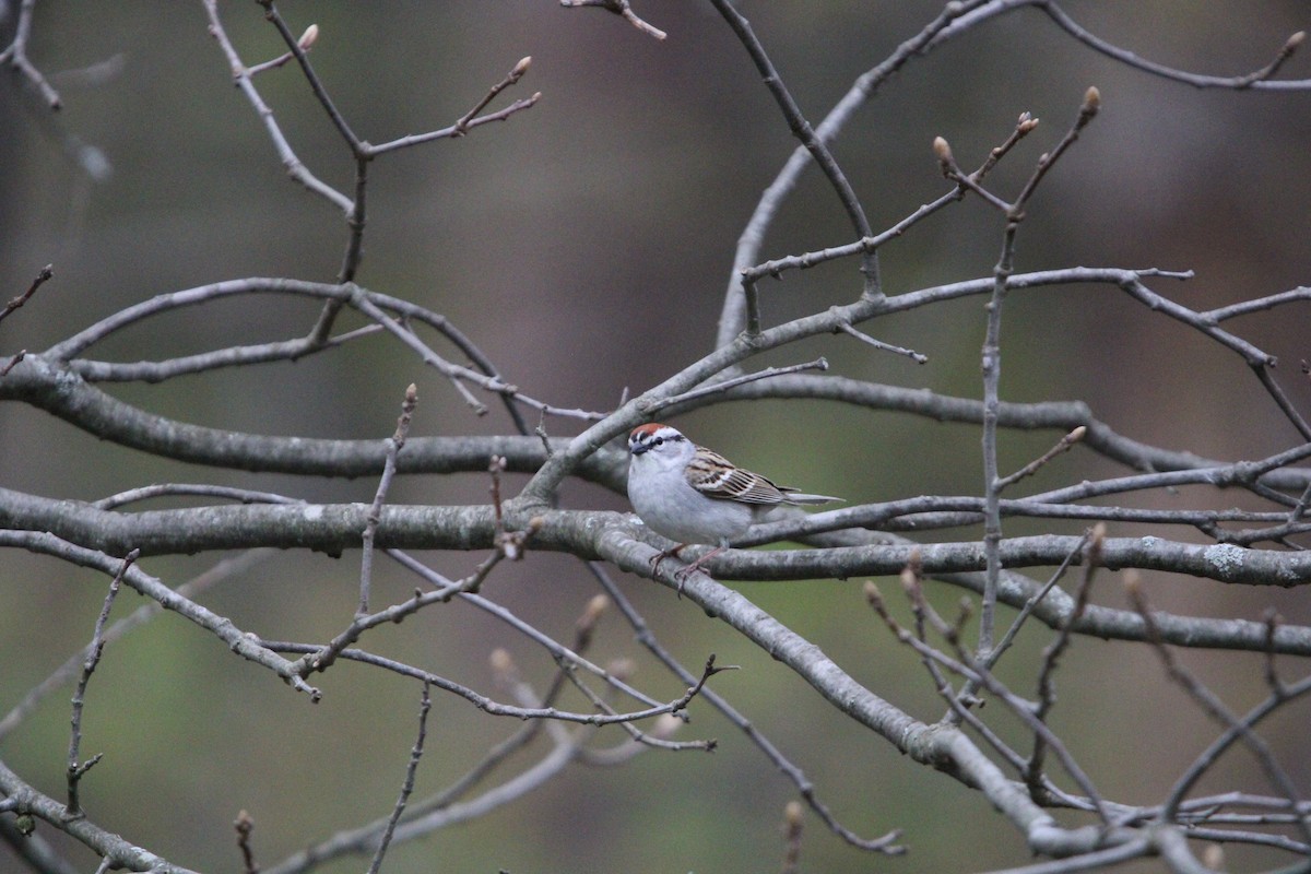 Chipping Sparrow - ML618365220
