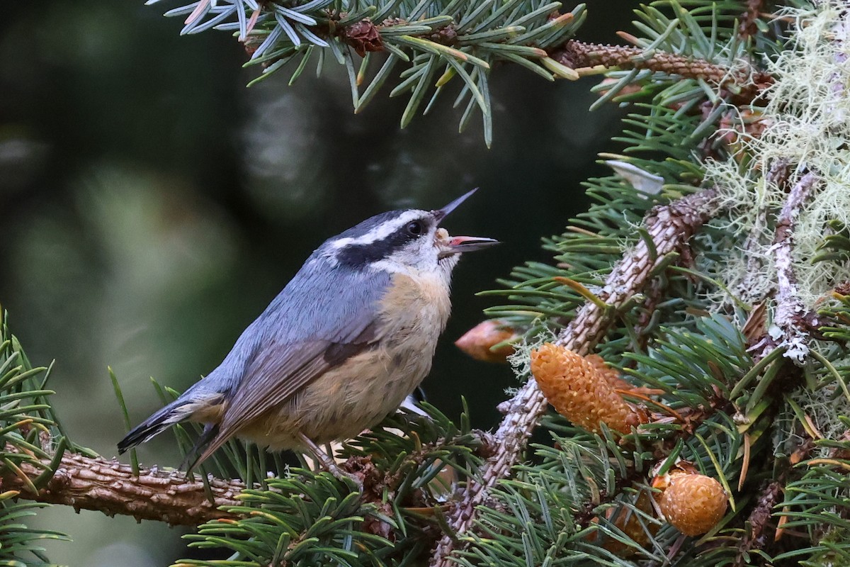 Red-breasted Nuthatch - ML618365223