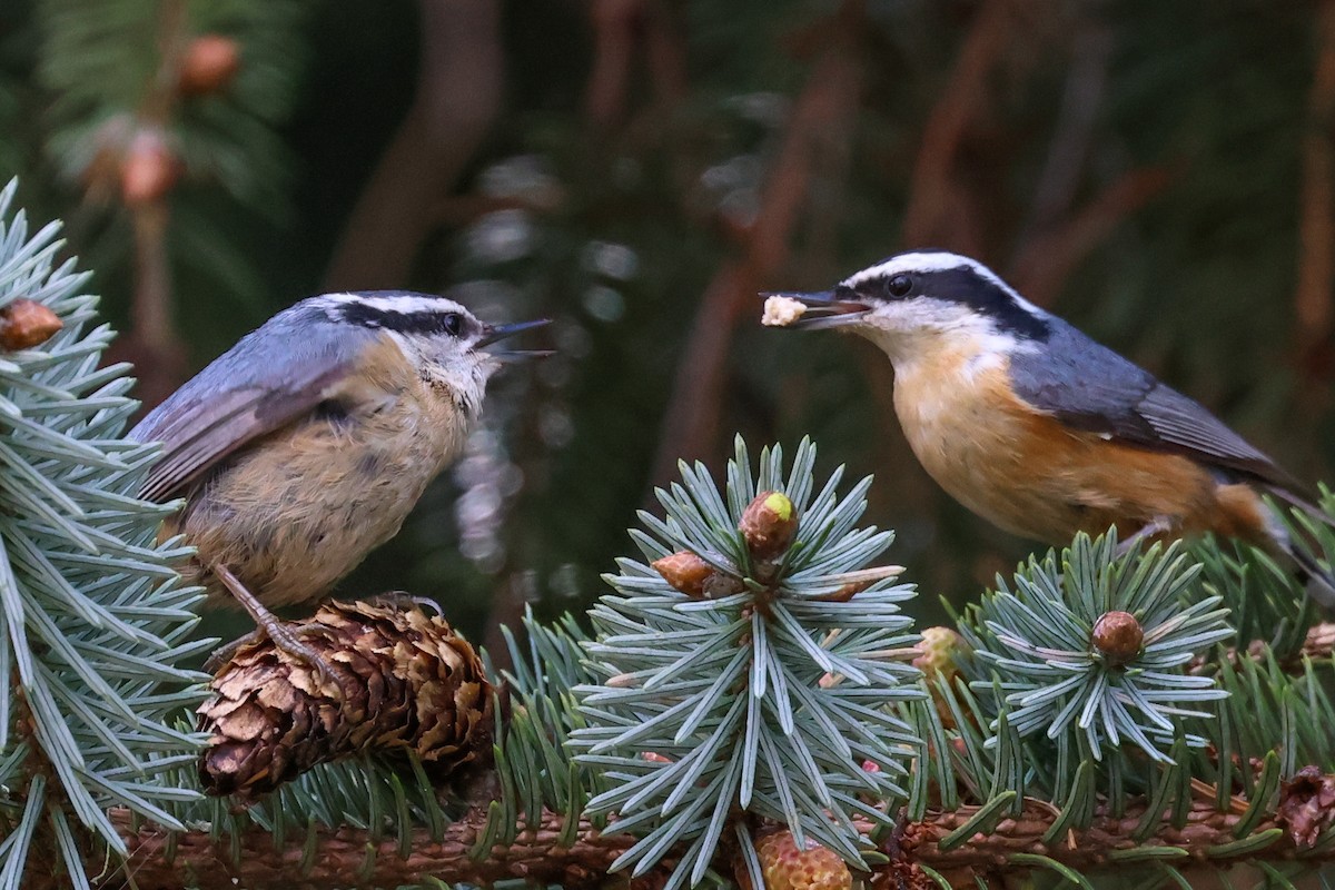 Red-breasted Nuthatch - Jen Sanford