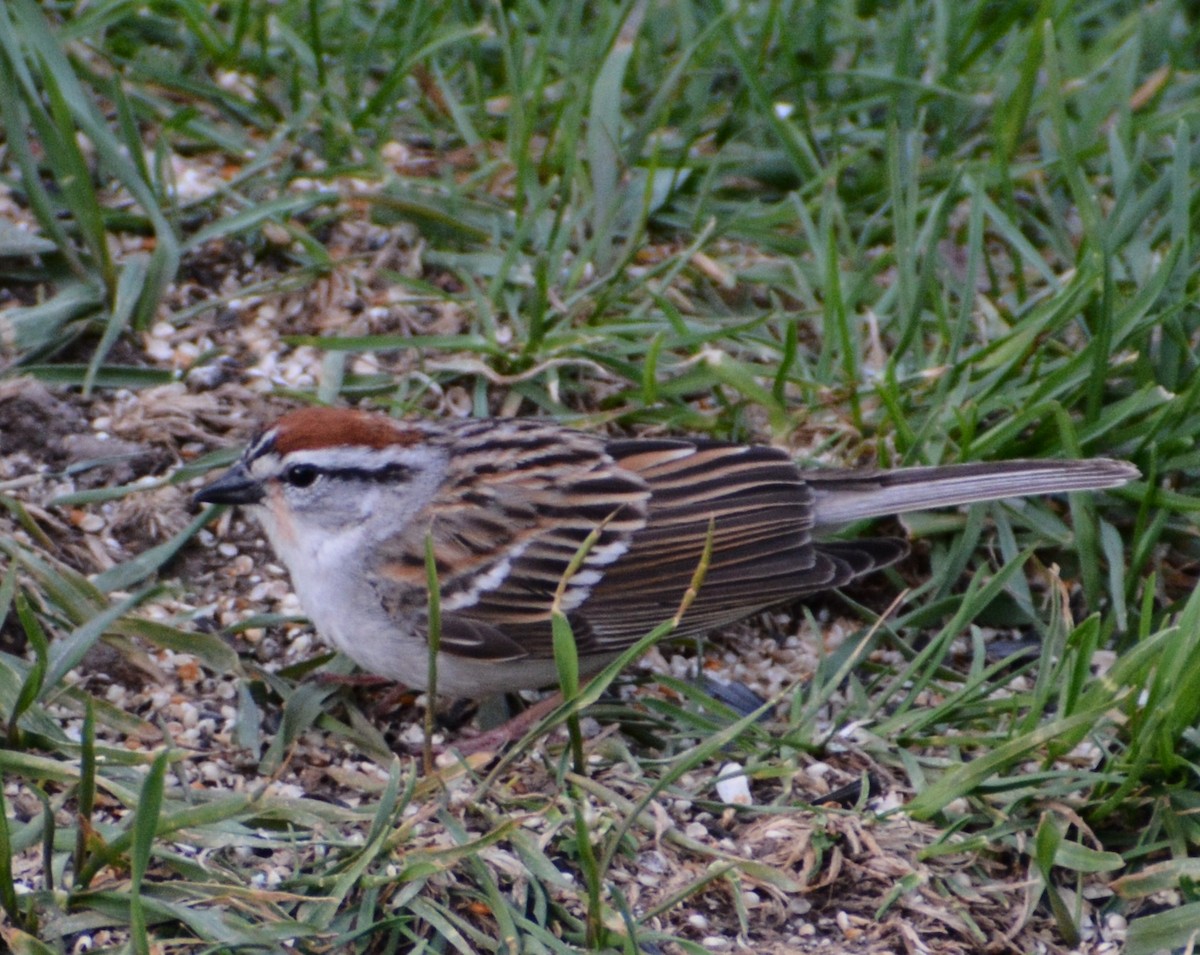 Chipping Sparrow - ML618365252