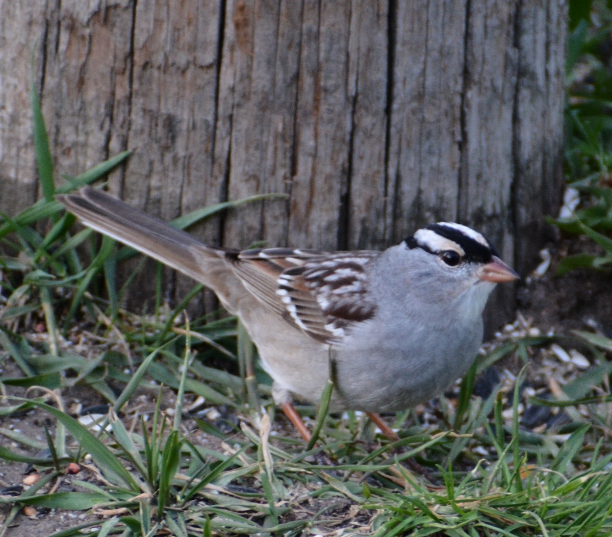 White-crowned Sparrow - ML618365266