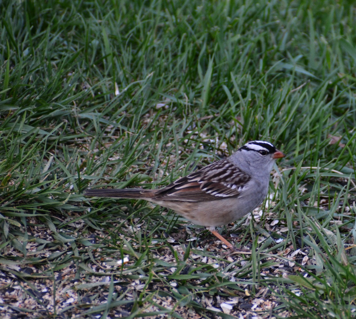 White-crowned Sparrow - ML618365272