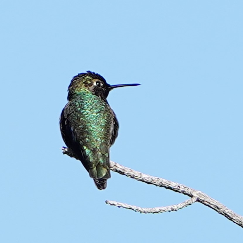 Anna's Hummingbird - mang mike