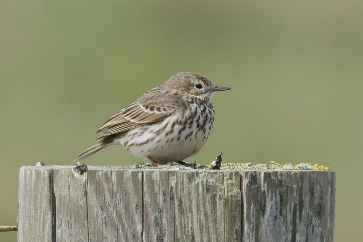 Meadow Pipit - ML618365314