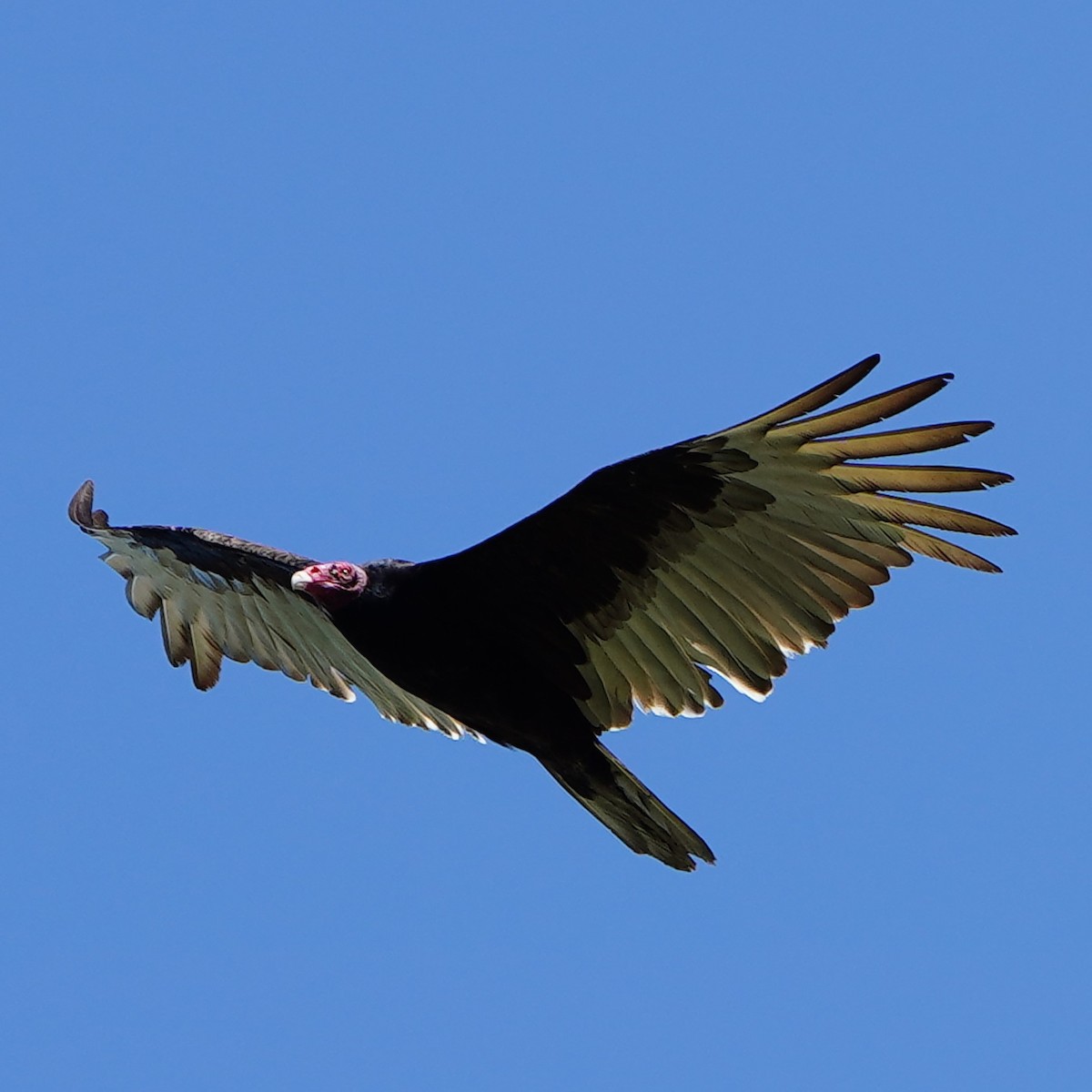 Turkey Vulture - ML618365318