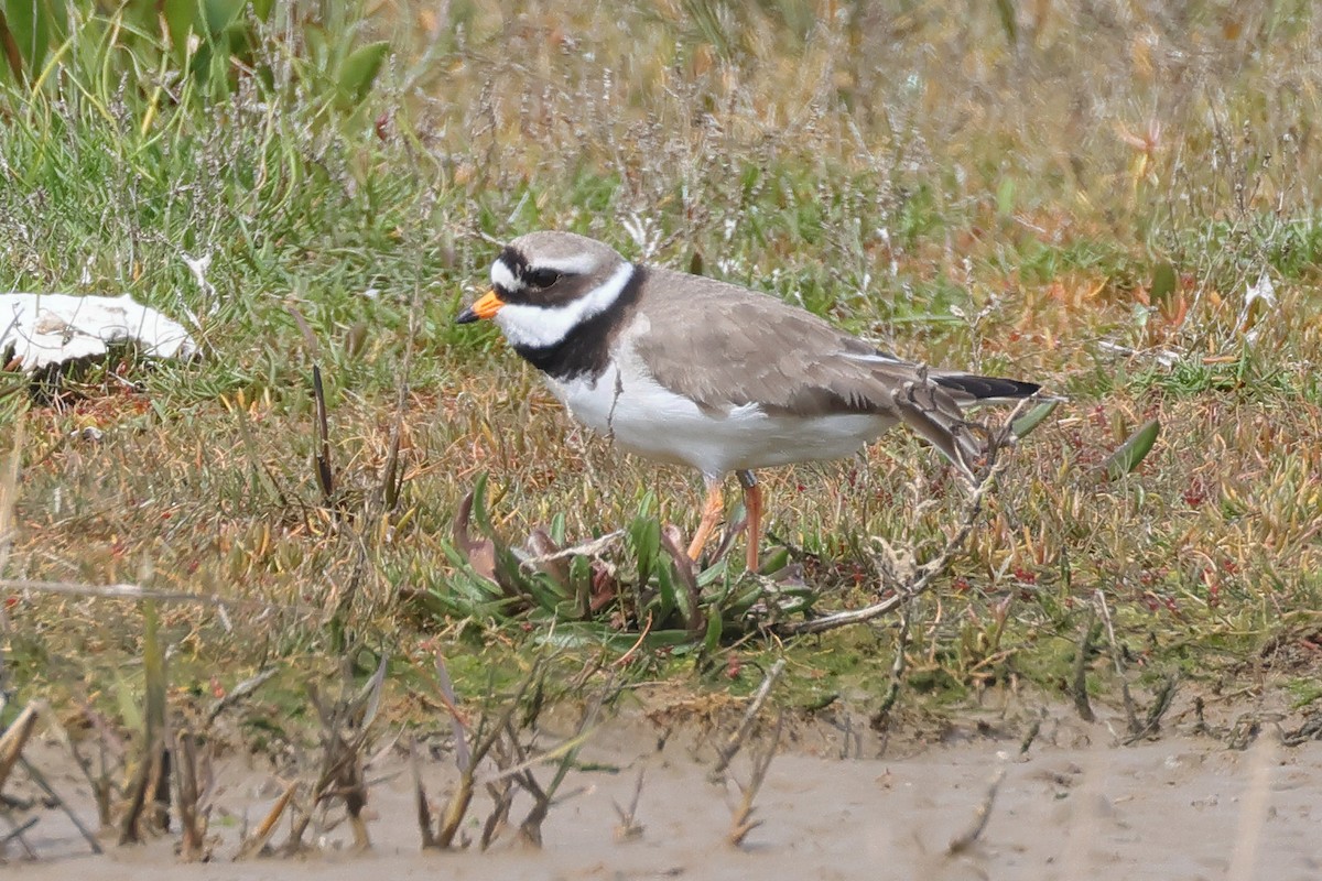 Common Ringed Plover - ML618365330