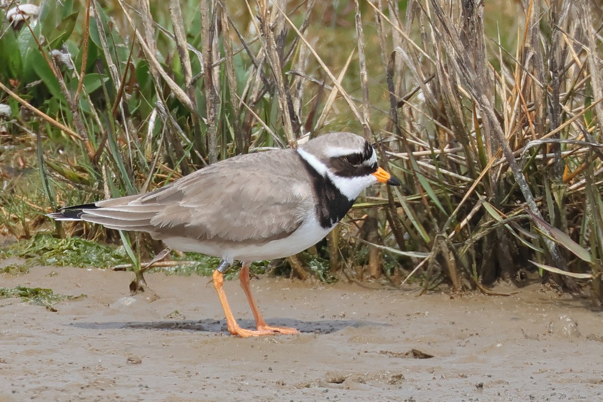 Common Ringed Plover - ML618365333