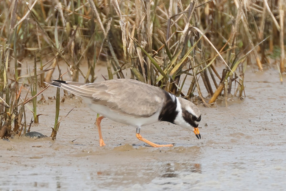 Common Ringed Plover - ML618365334