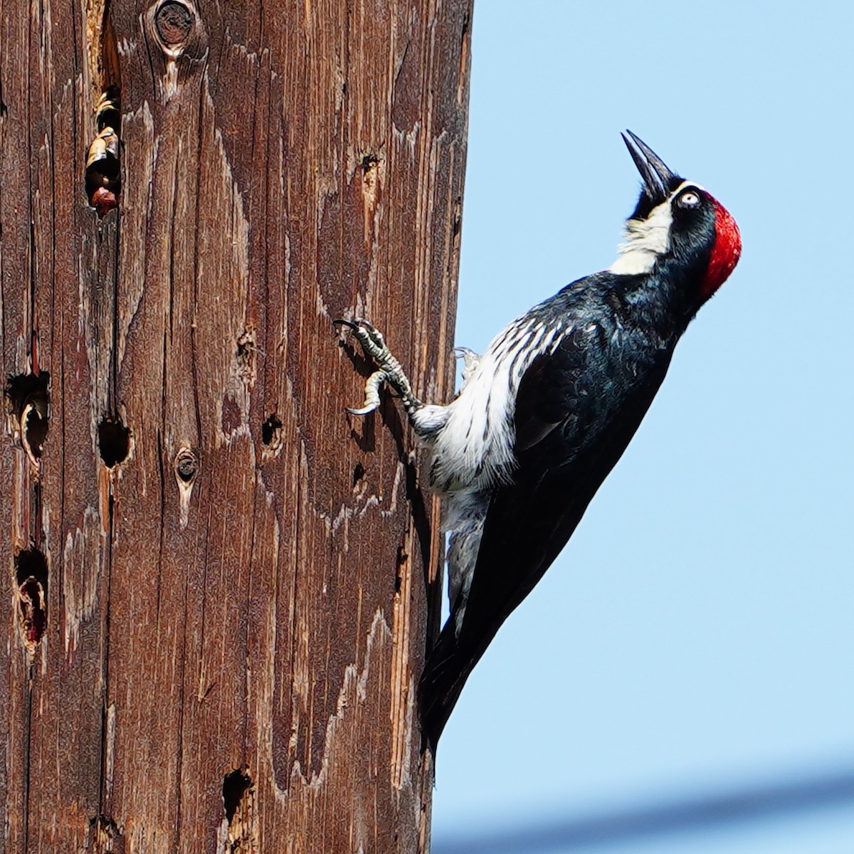 Acorn Woodpecker - ML618365350