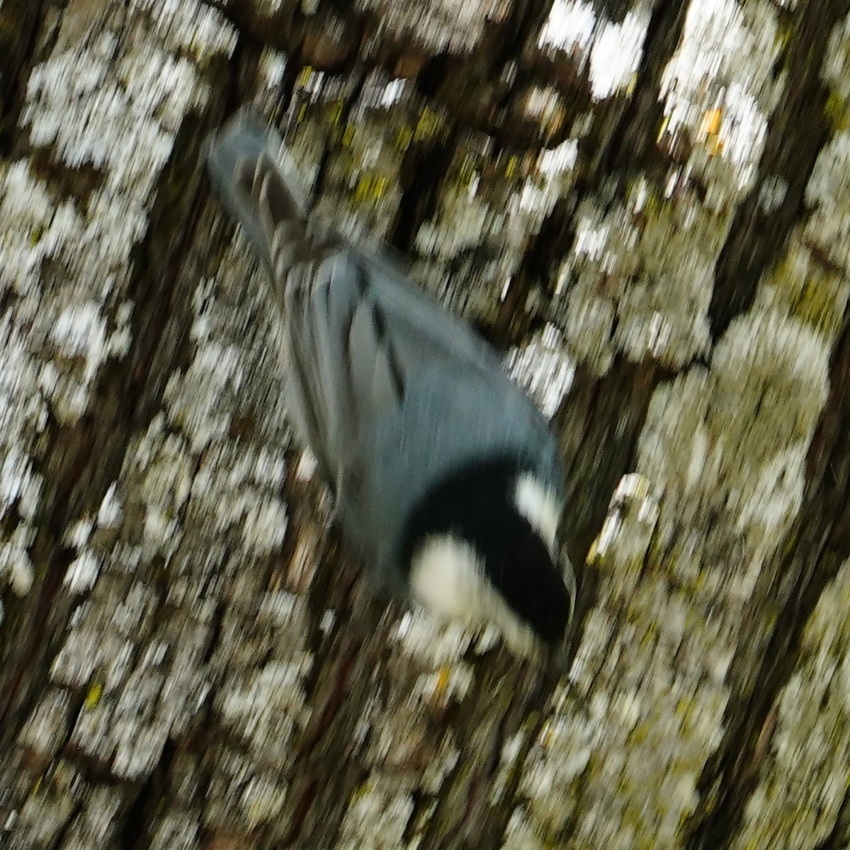 White-breasted Nuthatch - ML618365420