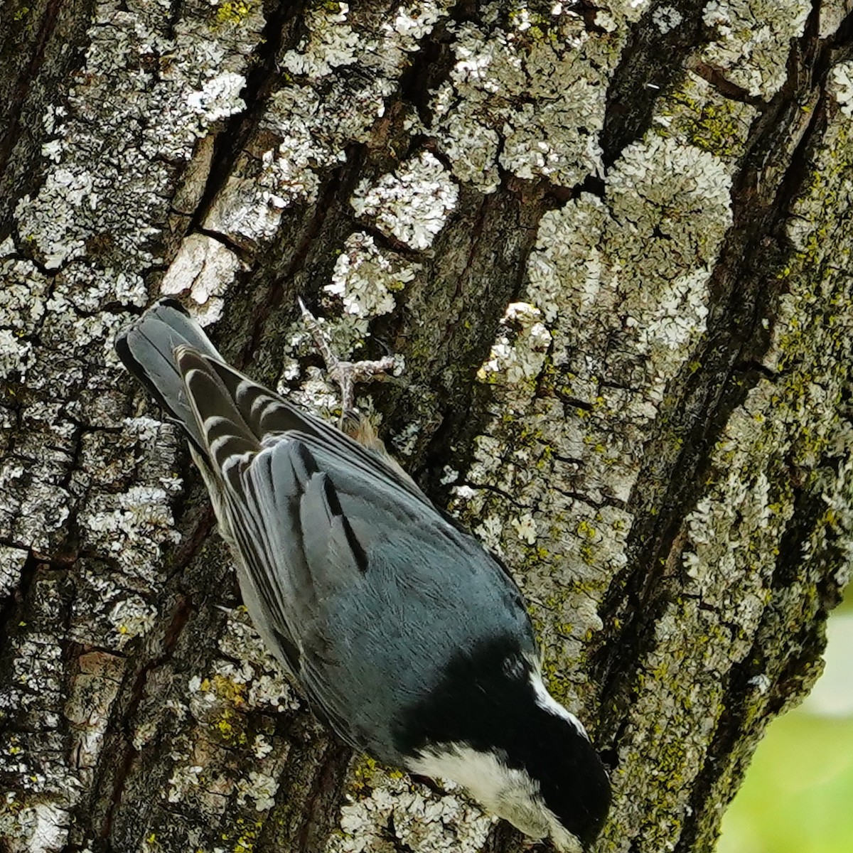 White-breasted Nuthatch - ML618365421