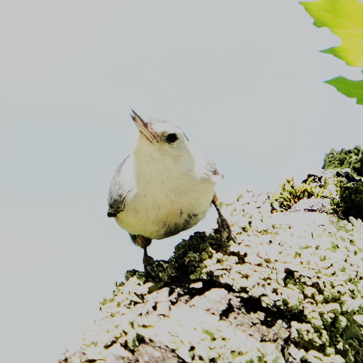 White-breasted Nuthatch - ML618365429