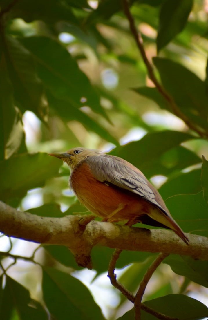 Chestnut-tailed Starling - ML618365465
