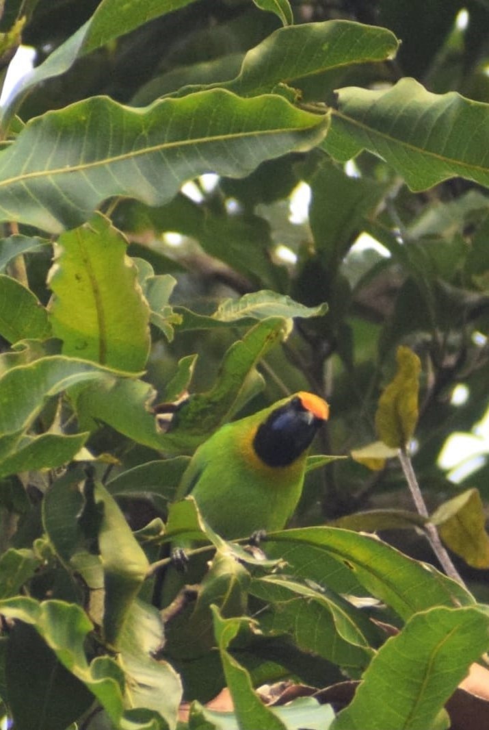 Golden-fronted Leafbird - Samarjit Nayak