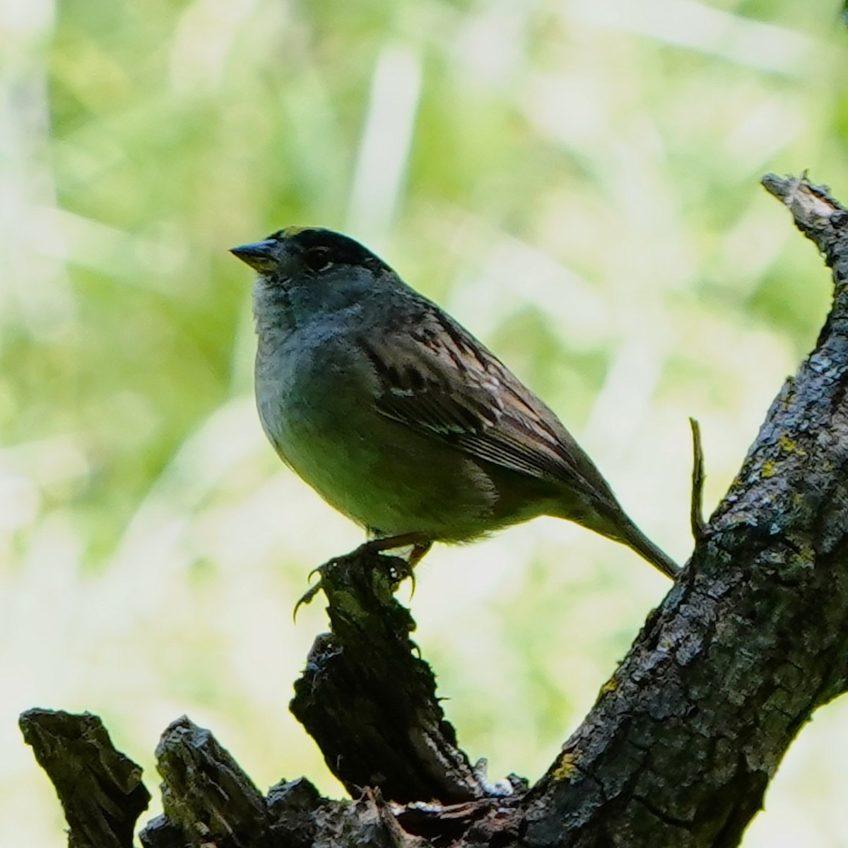 Golden-crowned Sparrow - ML618365478